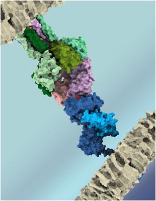 Editorial: Quantification and prediction of T-cell cross-reactivity through experimental and computational methods